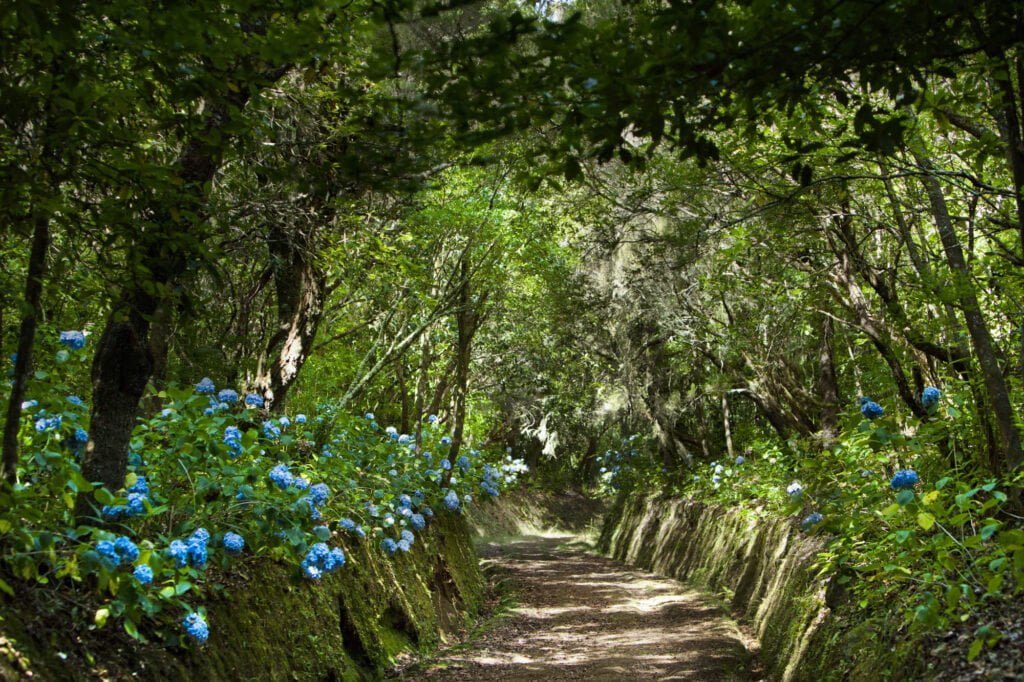 PR9 Levada Caldeirão Verde