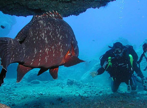 Scuba diving in madeira island